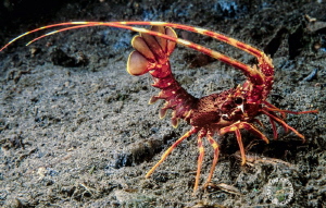 Palinurus jv, night dive, Fuji Velvia 50 iso. Nikon F100 ... by Marco Gargiulo 